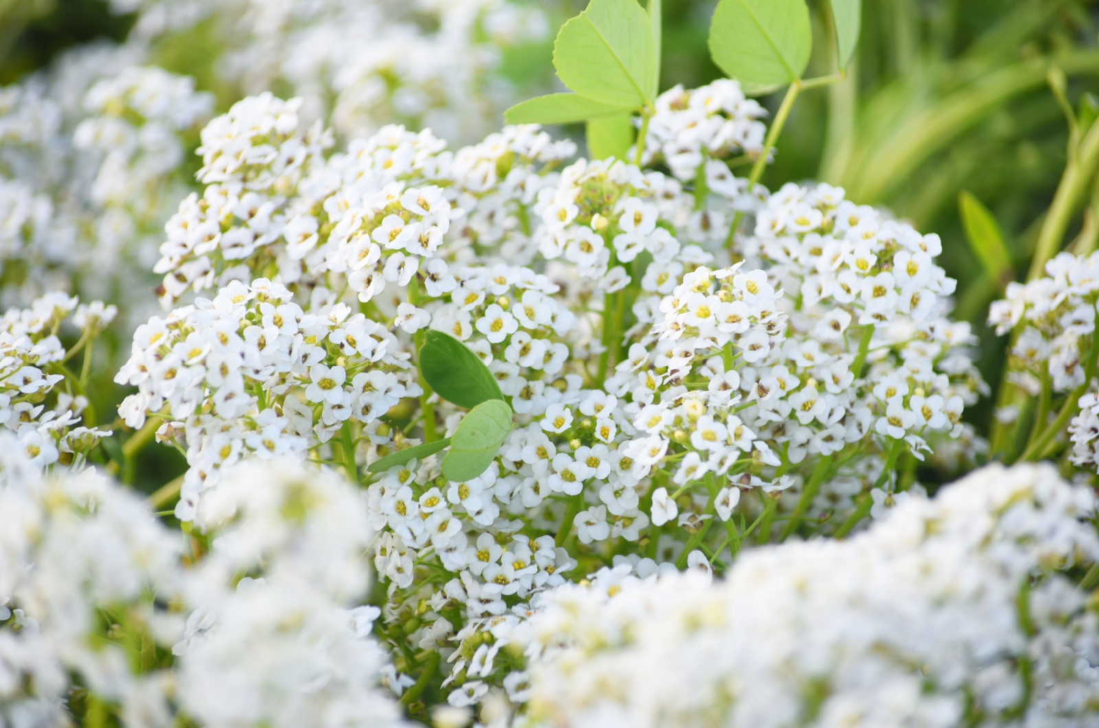 Sweet Alyssum