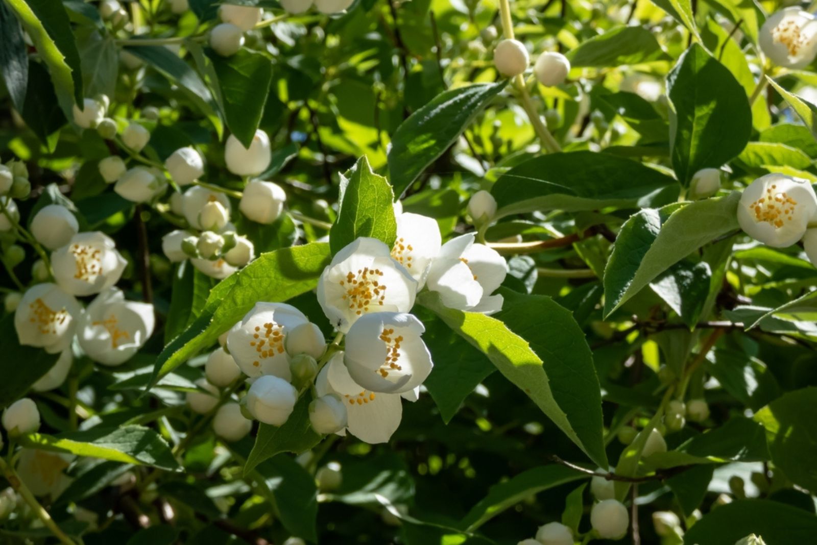 Sweet Mock Orange