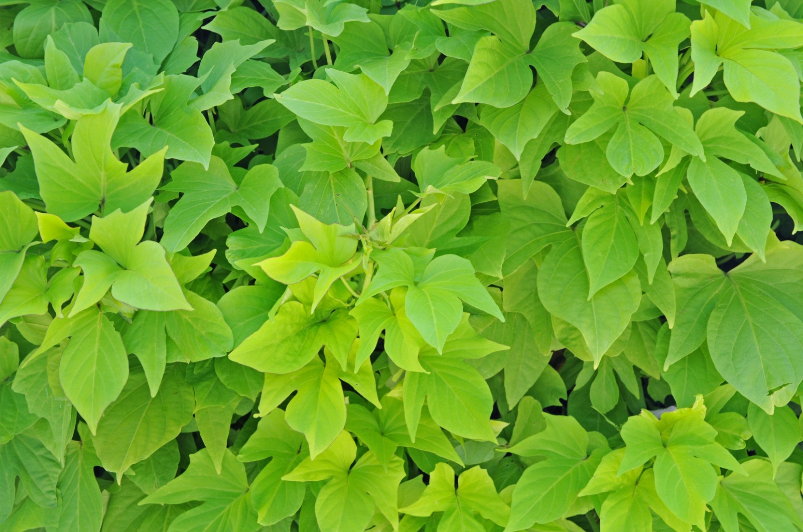 Sweet Potato Vine