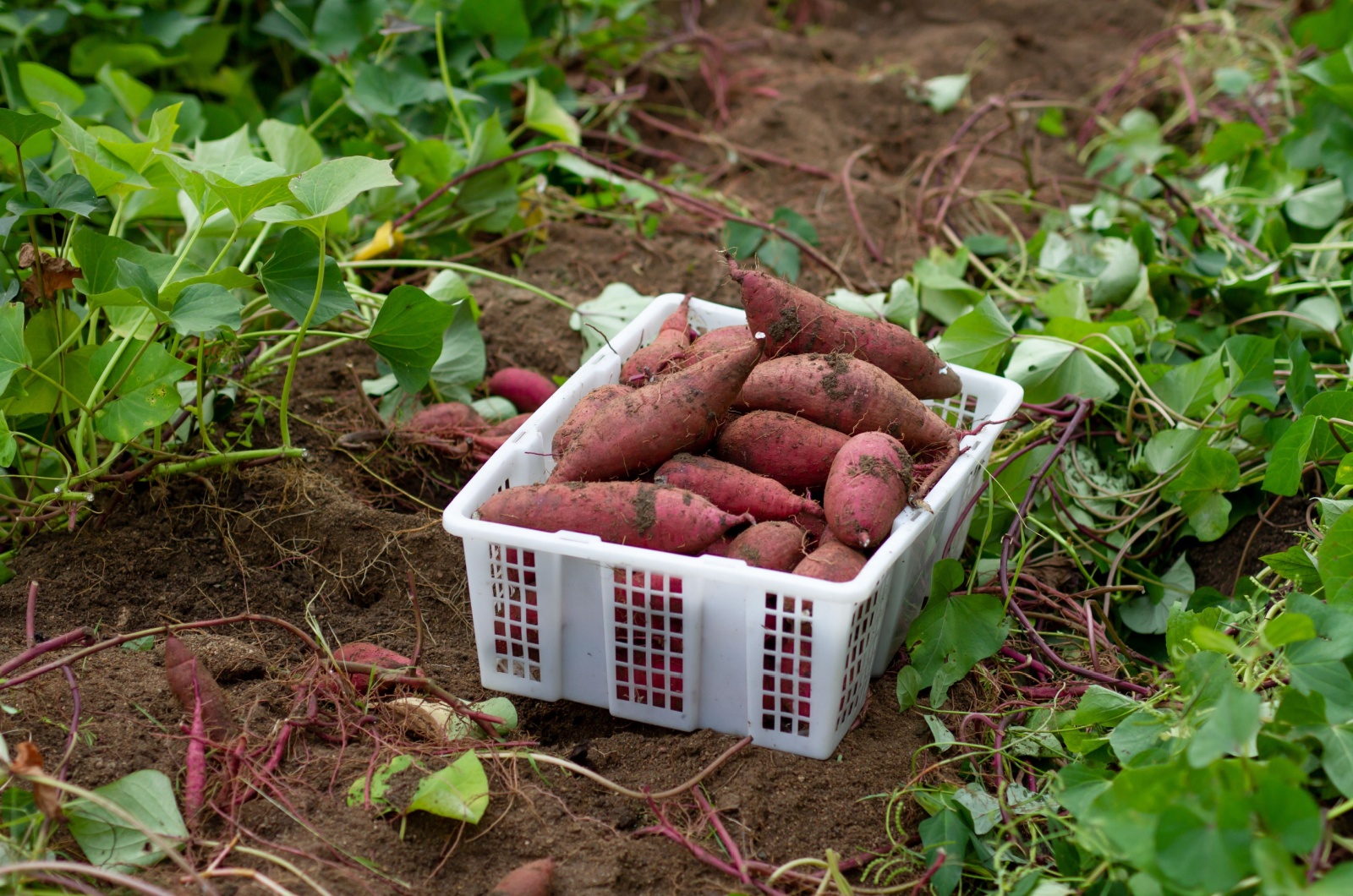 Sweet Potato