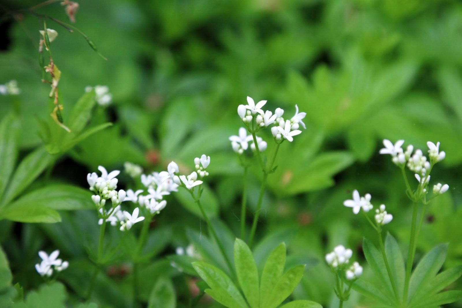 Sweet Woodruff