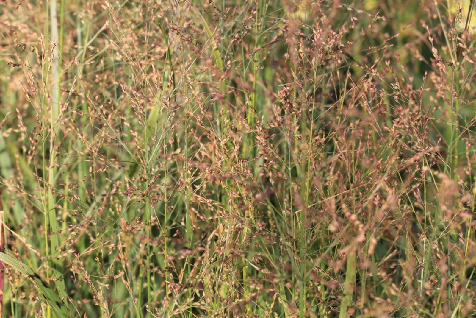 Switchgrass