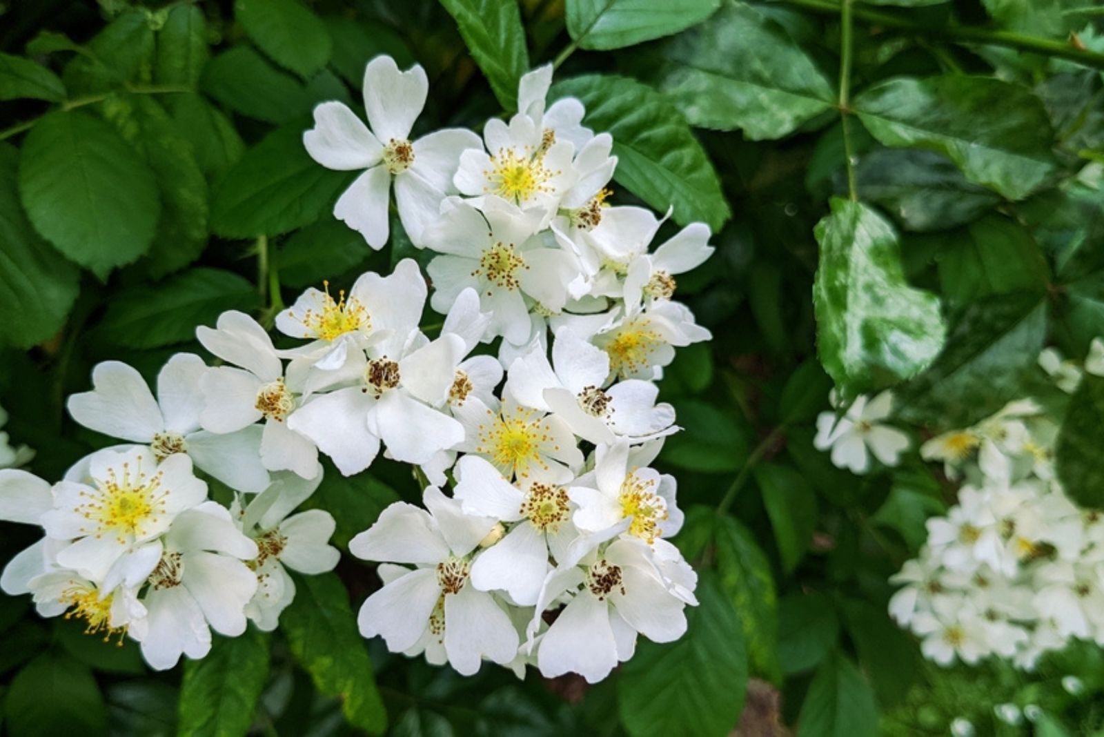 Tender little white flowers of multiflora rose