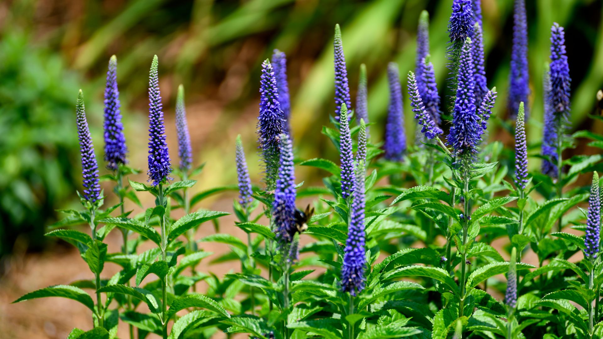 4 Best Blazing Star Varieties That Will Attract Hummingbirds To Your Garden