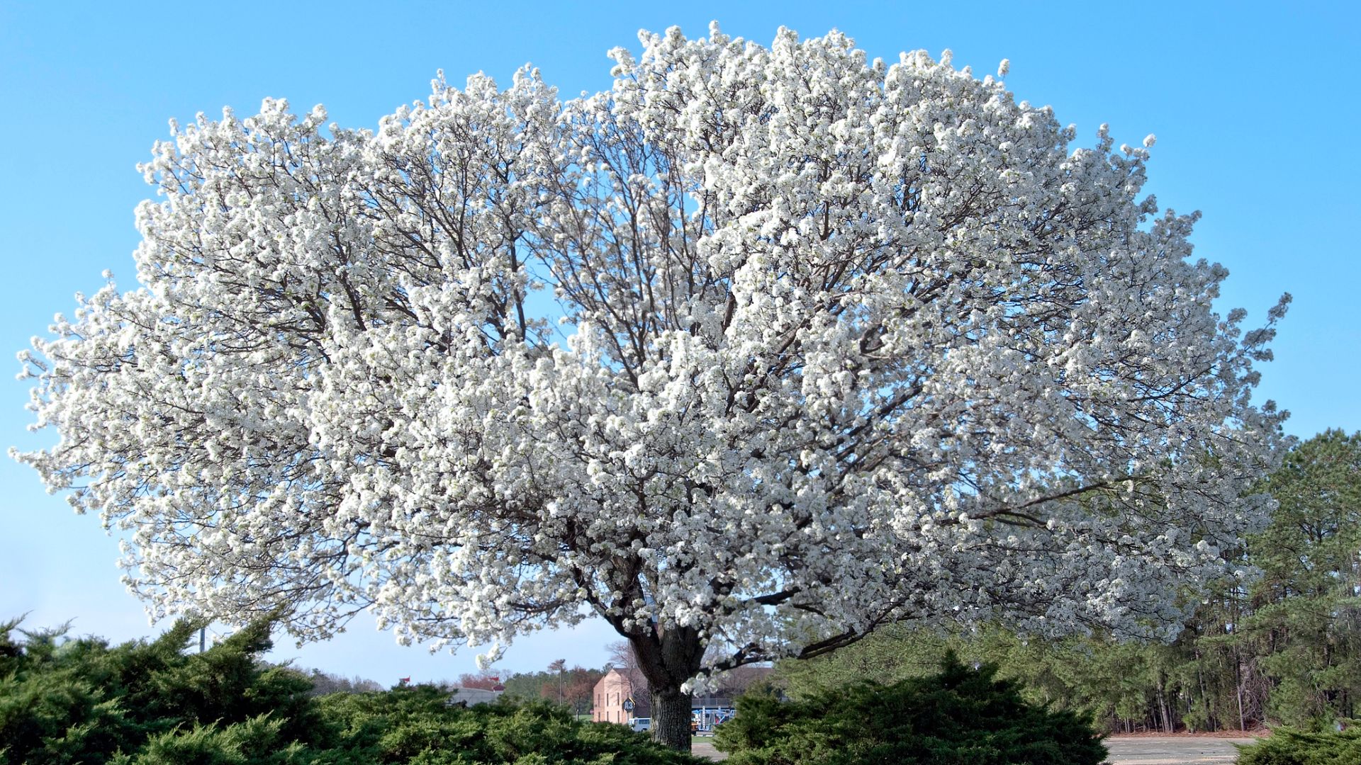 dogwood tree