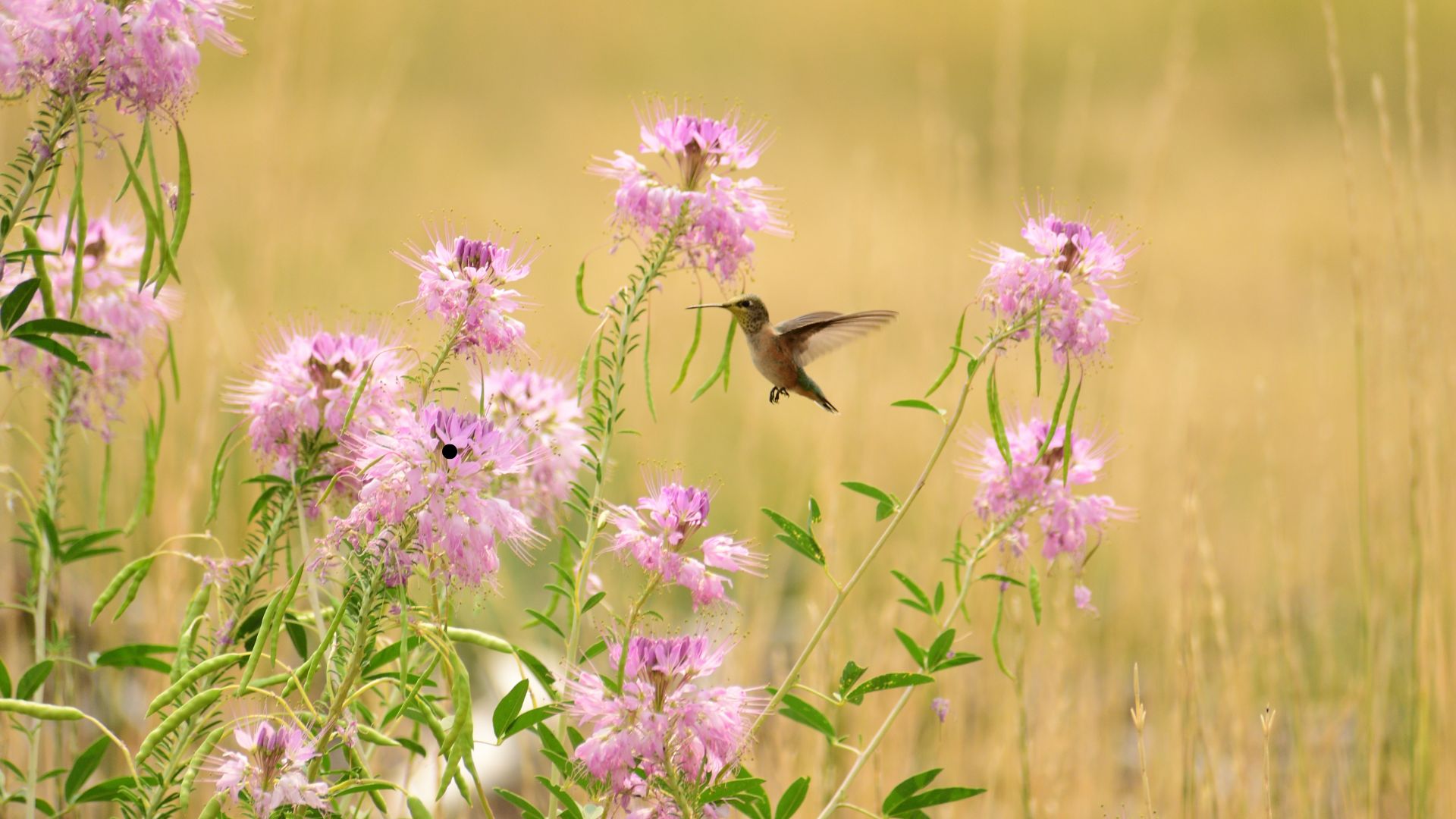 The Best Tropical Native To Plant For A Hummingbird-Friendly Garden