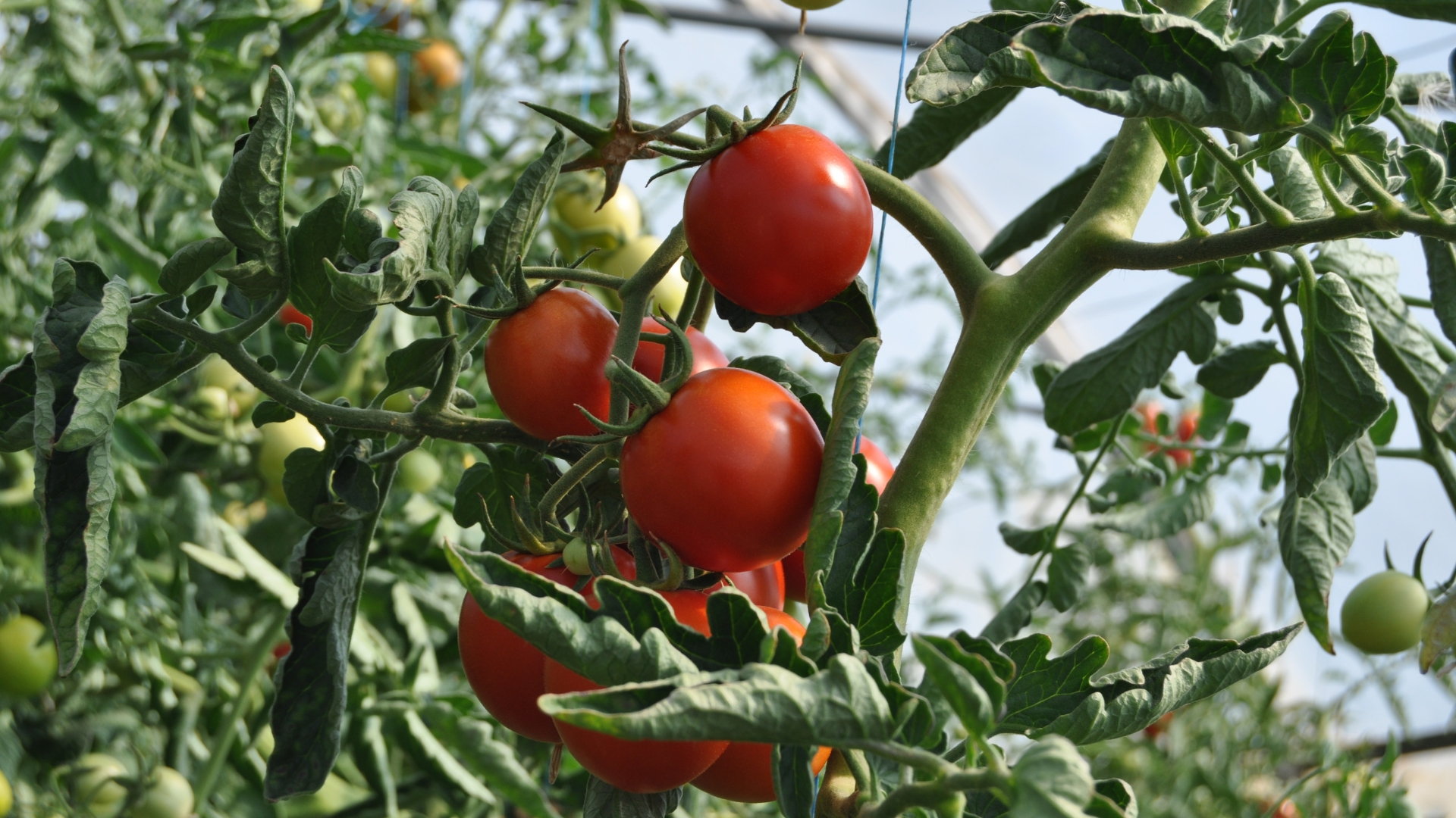 The Garden Waste That Will Boost Your Tomato Plants