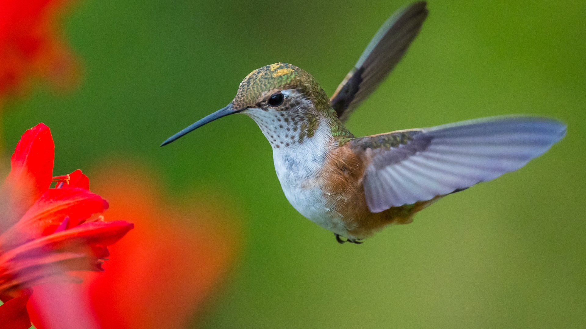 The Incredible Plant That Attracts Butterflies And Hummingbirds To Your Yard