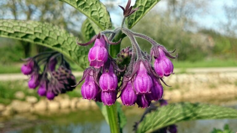 Comfrey
