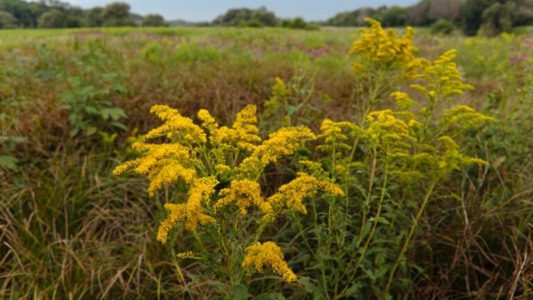why plant goldenrod