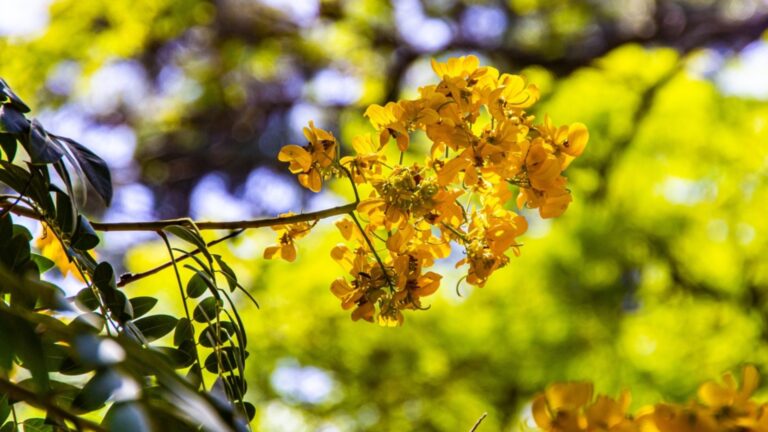 yellow blooming tree