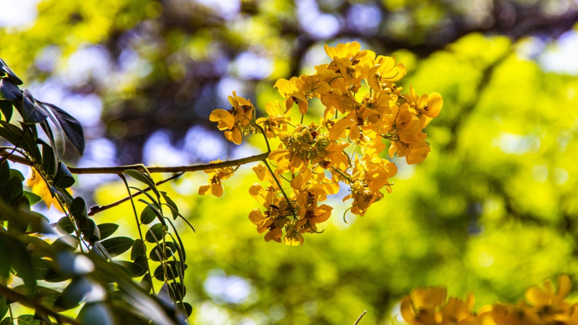 yellow blooming tree