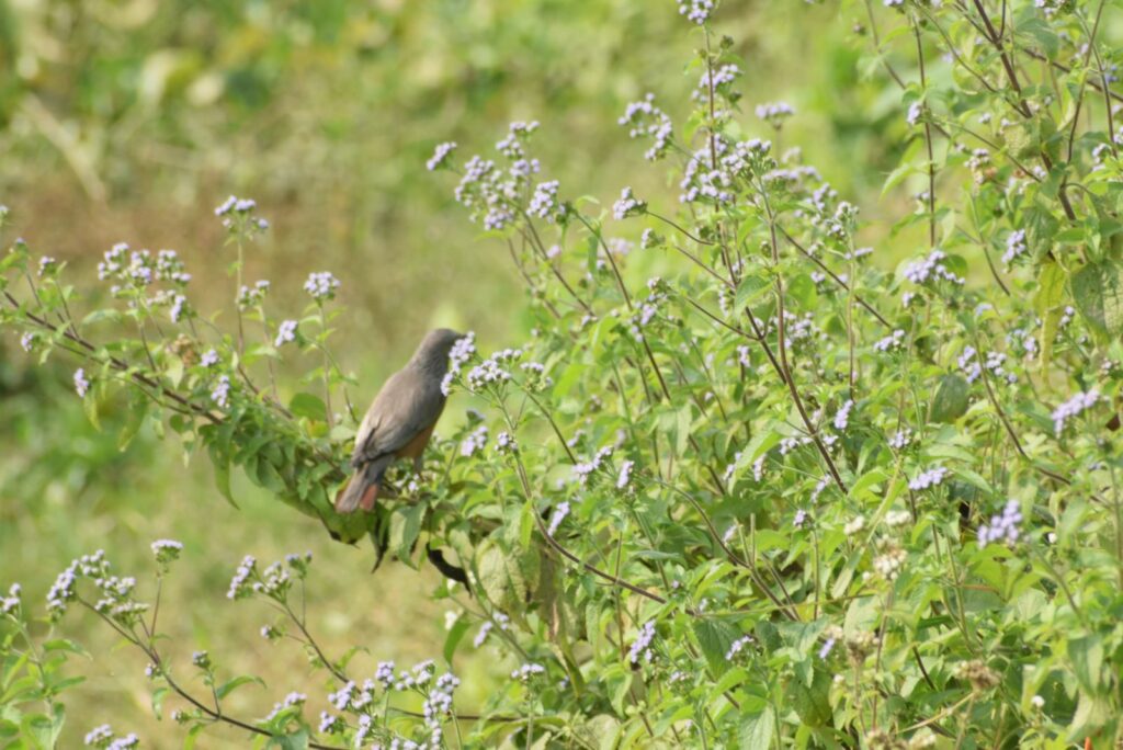 The beautiful Chestnut Starling