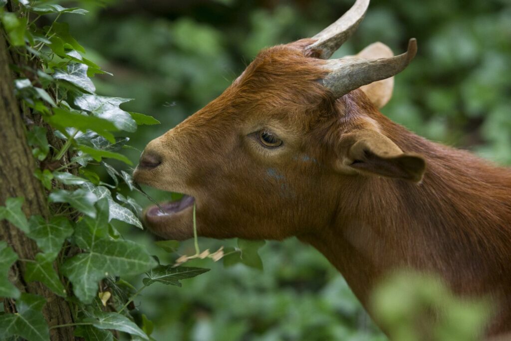 The goat eats ivy