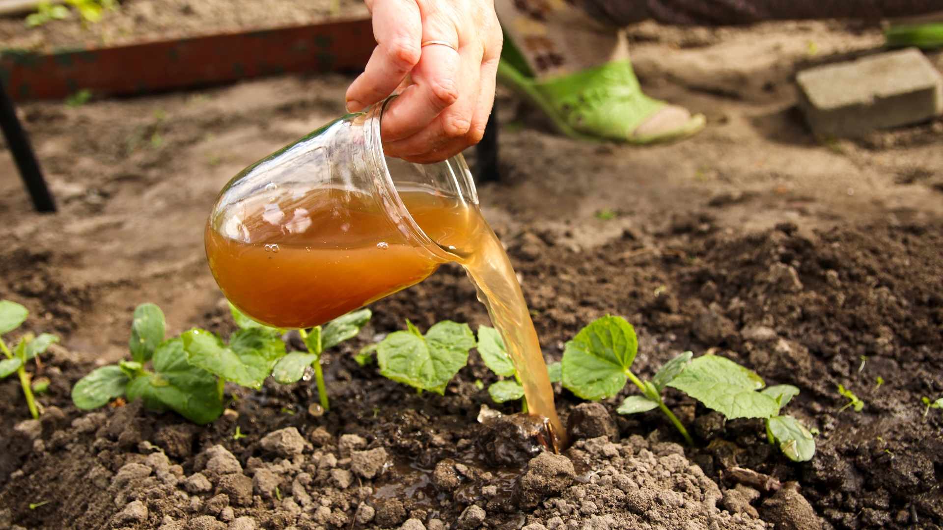 fertilizing garden