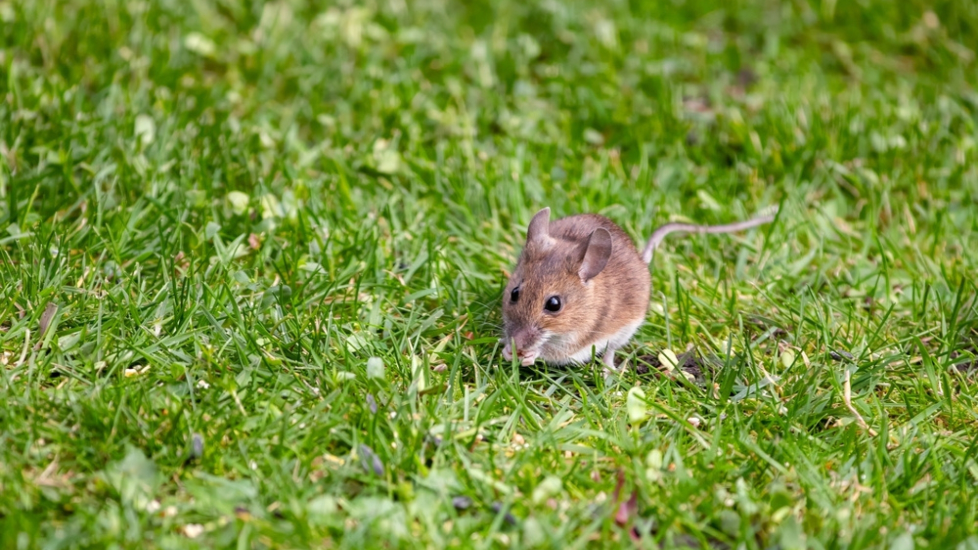 This Lawn Care Mistake Can Invite Mice