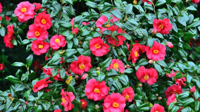 this flowering shrub is a perennial that will thrive in partial shade
