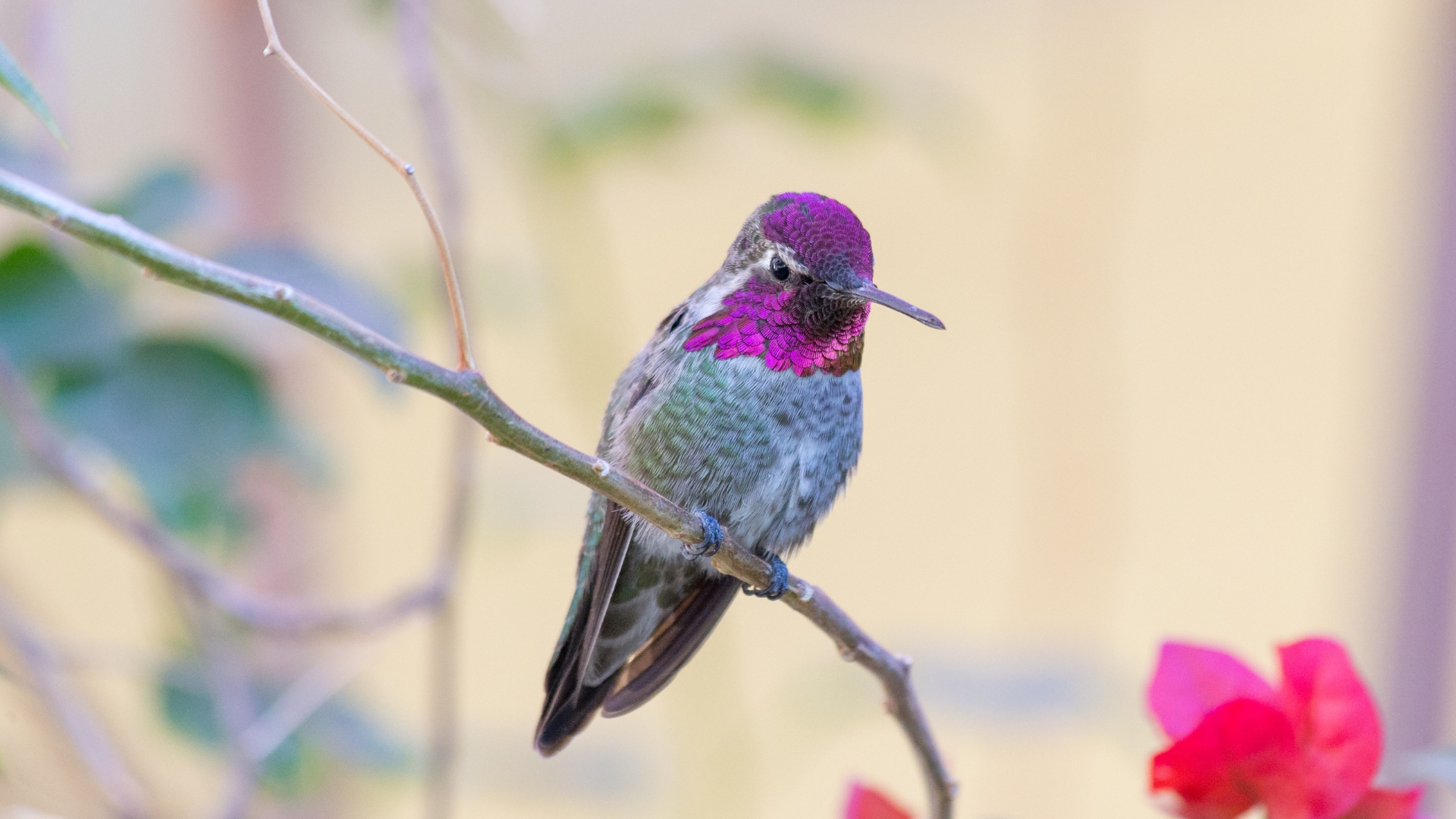 This Tree’s Stunning Colors Will Keep Hummingbirds Coming Back To Your Yard