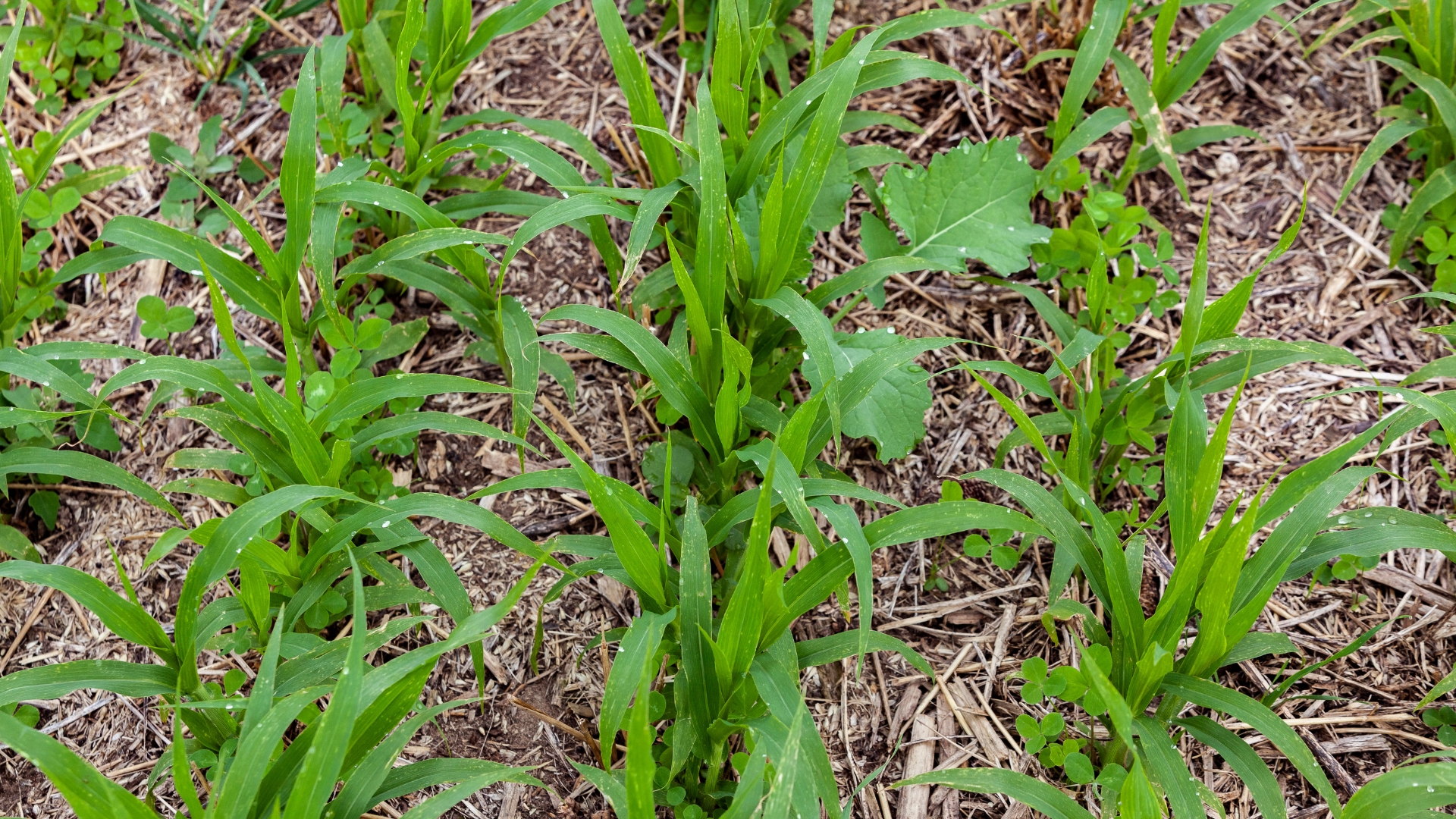 cover crop in garden