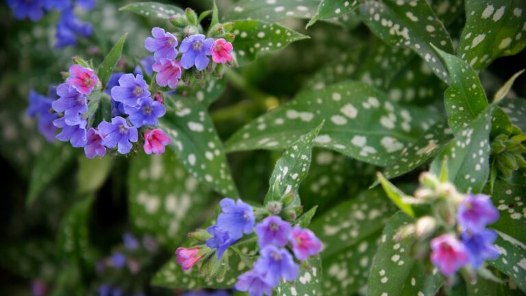 the vibrant flowering plant you'll want to grow near hostas