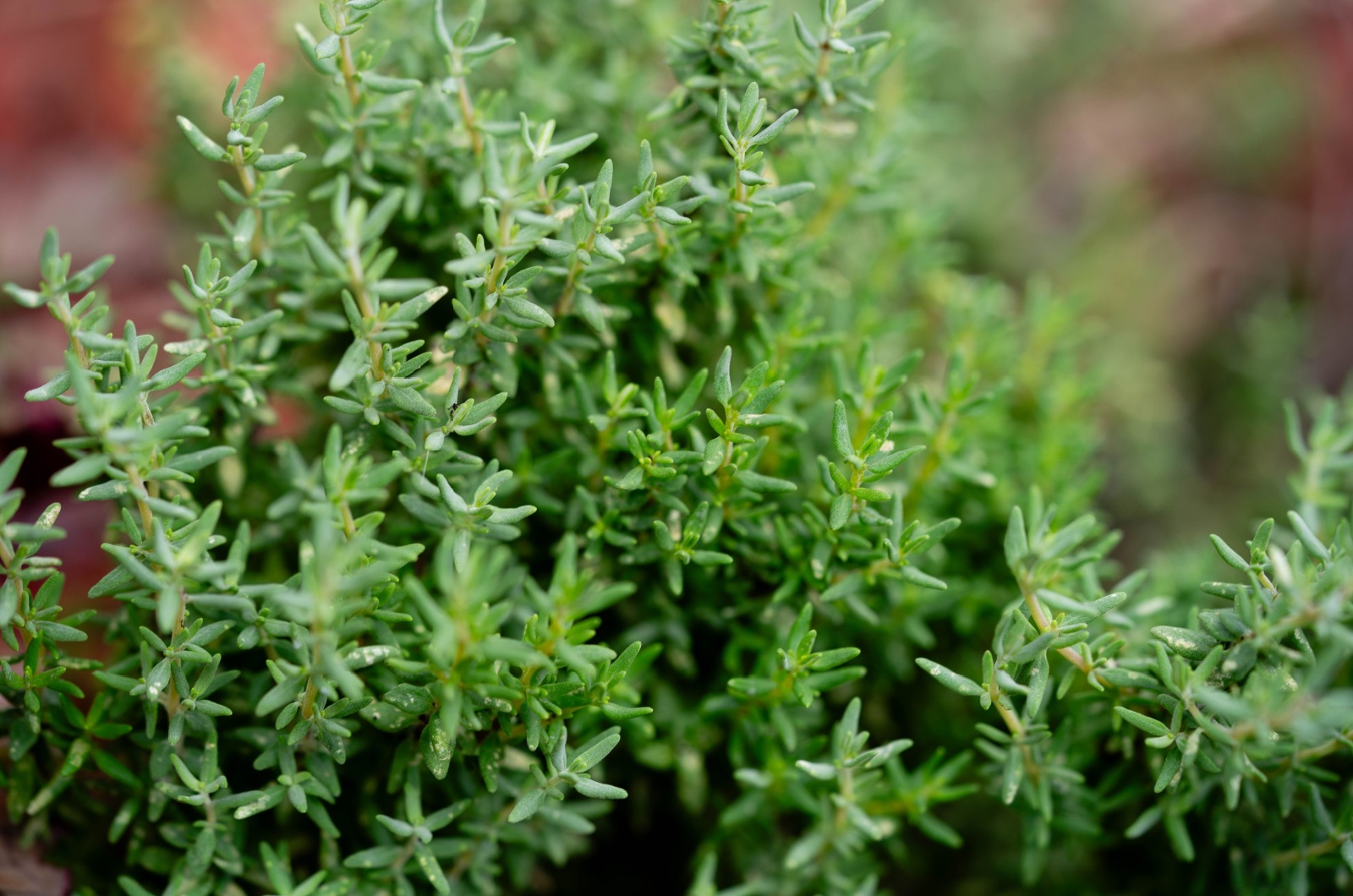 Thymus Vulgaris