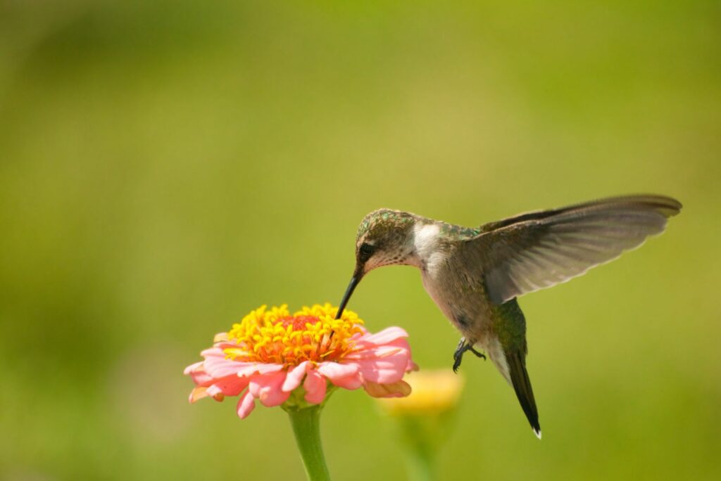 Tiny Hummingbird feeding on Zinnia flower