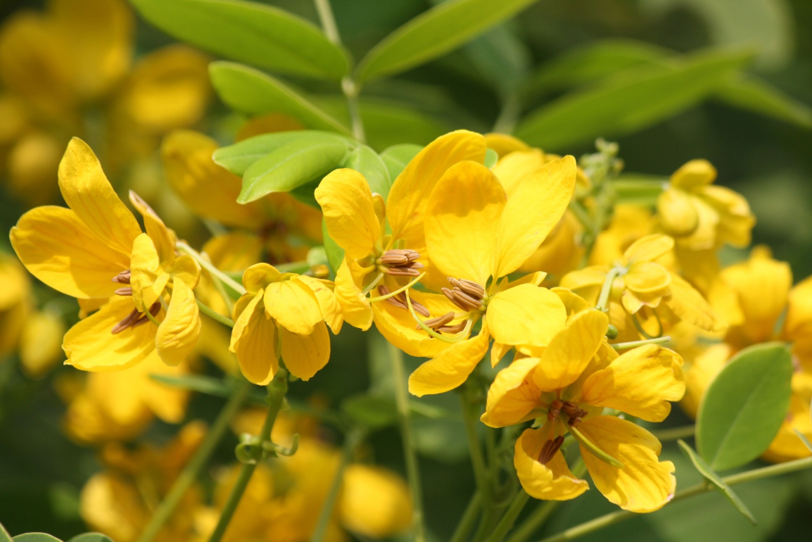 Tipuana tree bloom