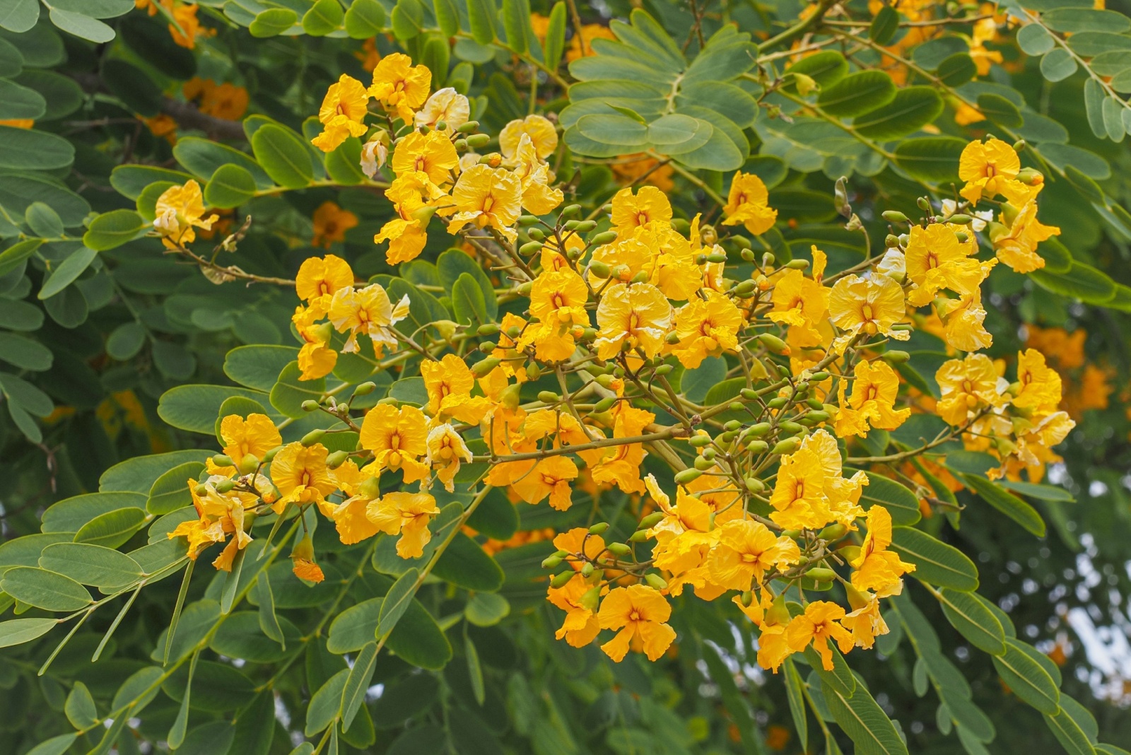 Tipuana tree in bloom