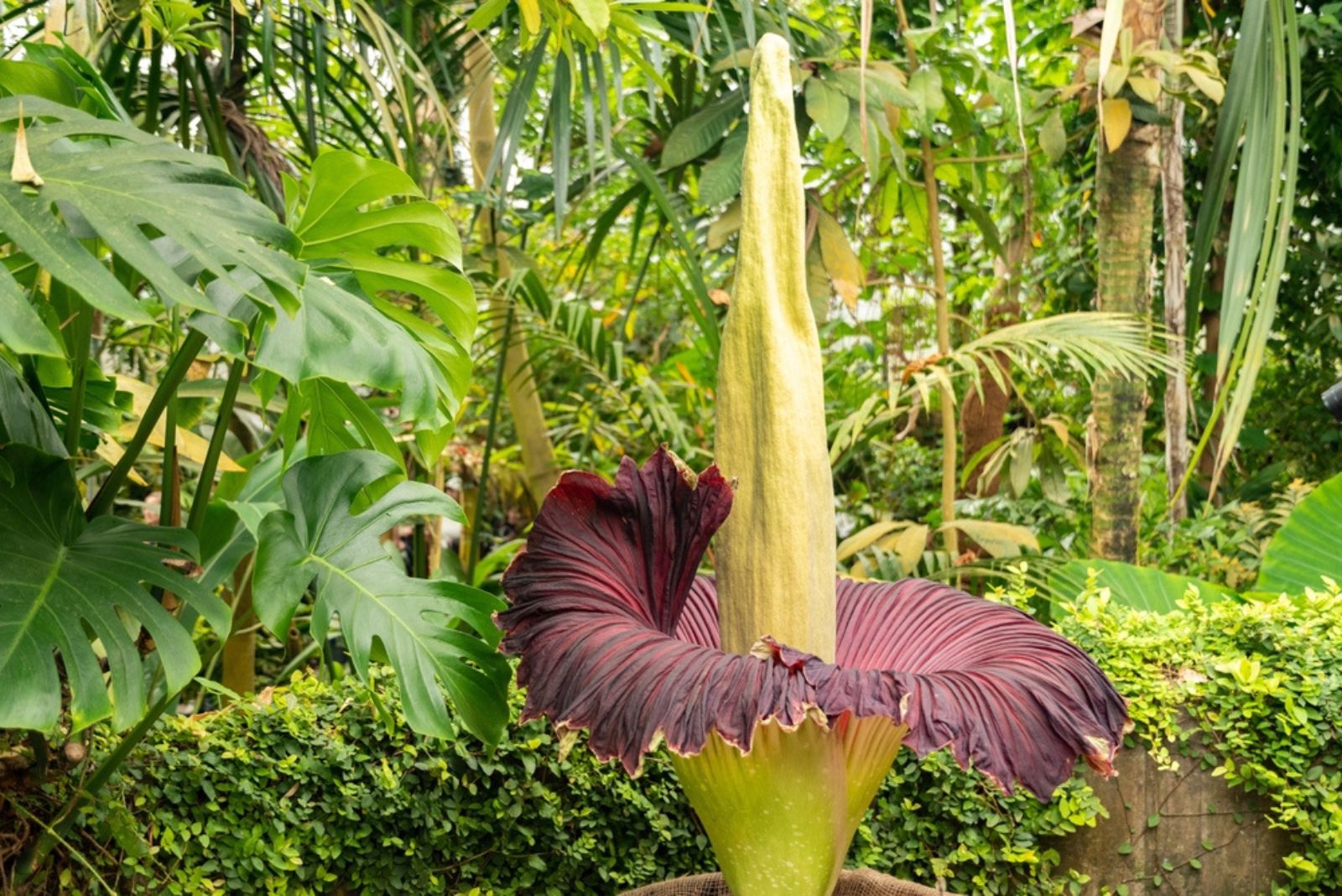 Titan Arum