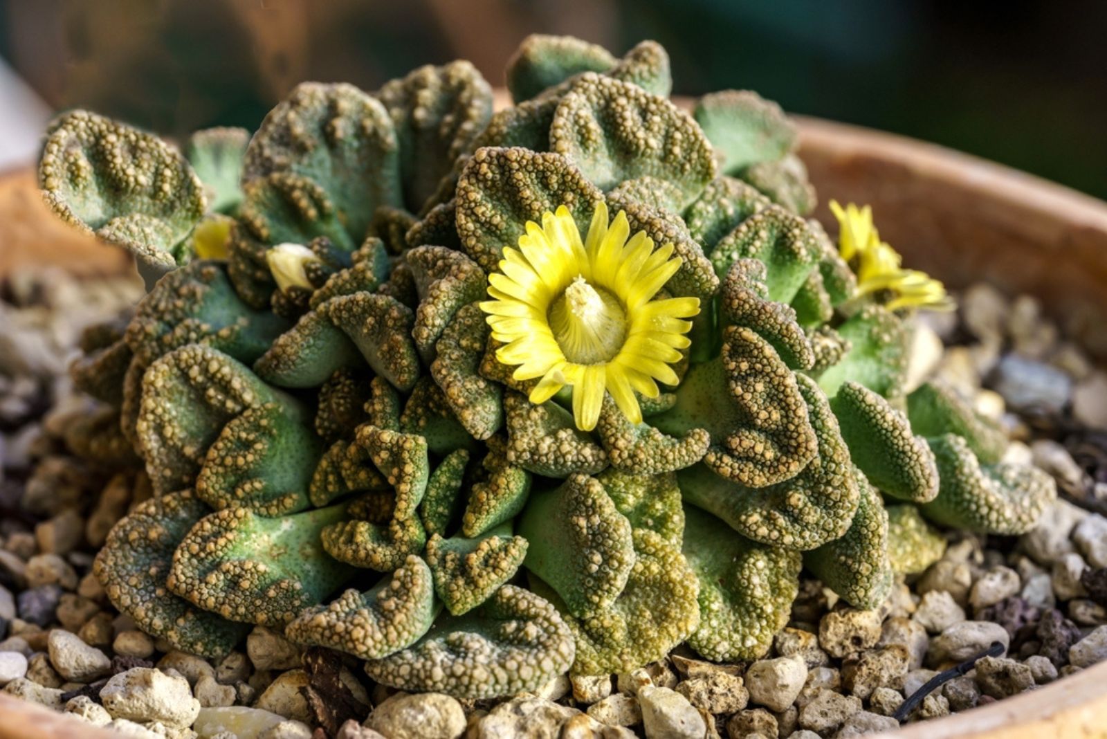 Titanopsis!