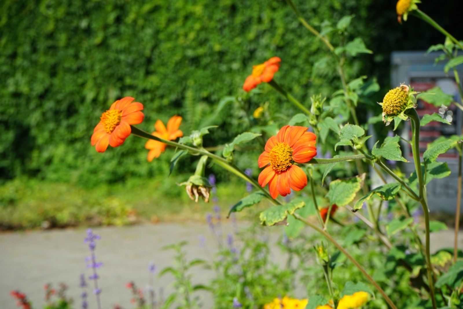 Tithonia flowers