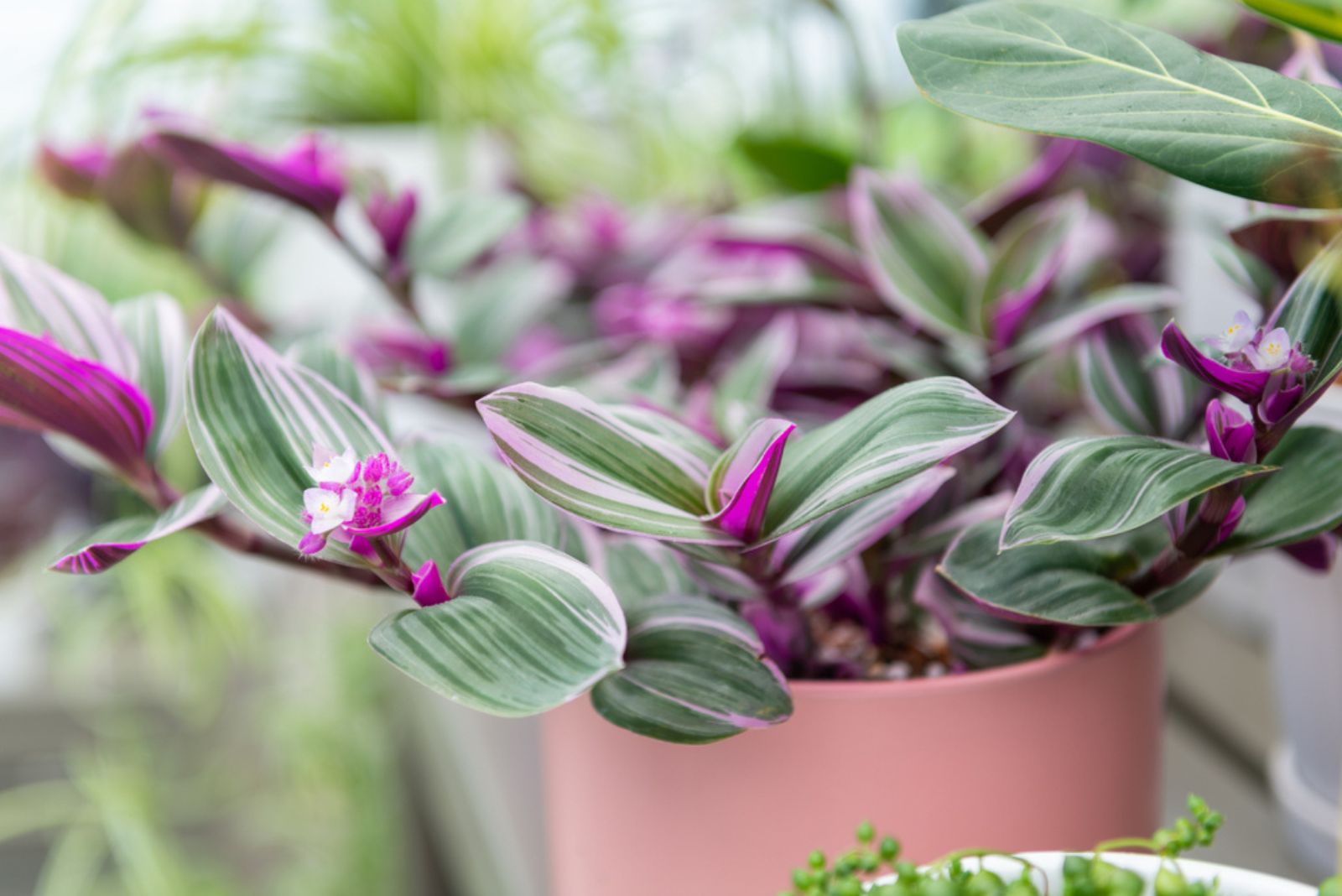 Tradescantia ‘Pink Nanouk’