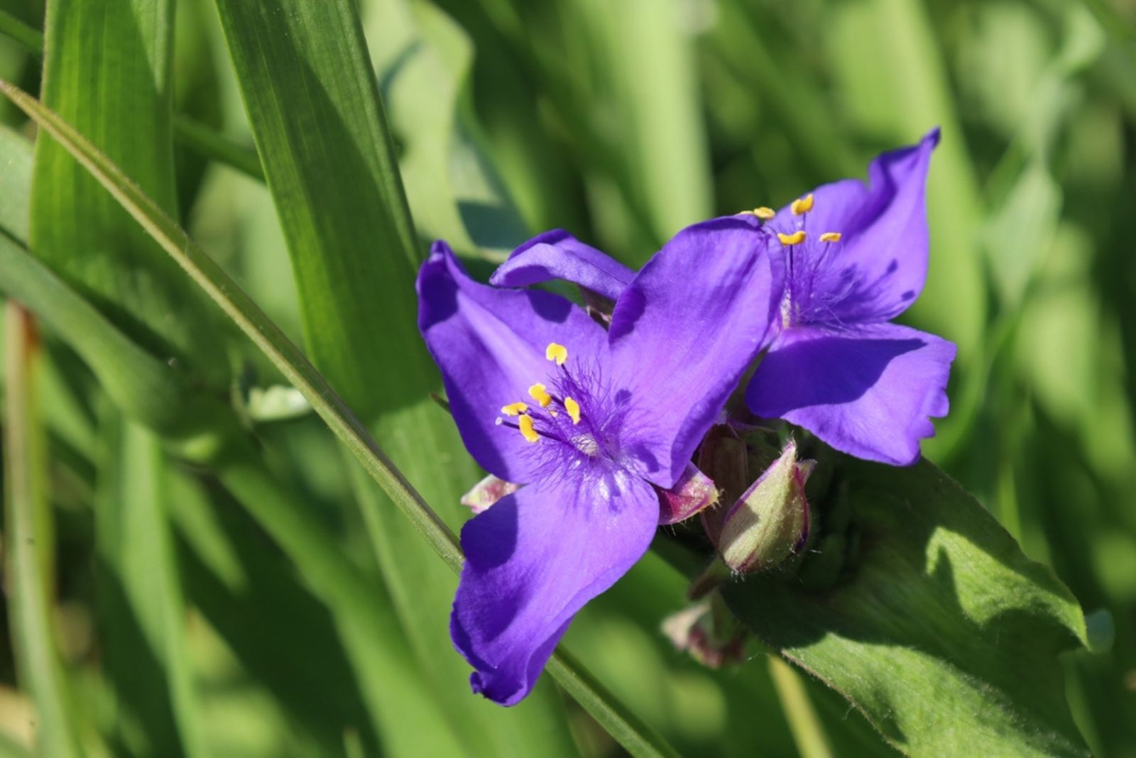 Tradescantia 