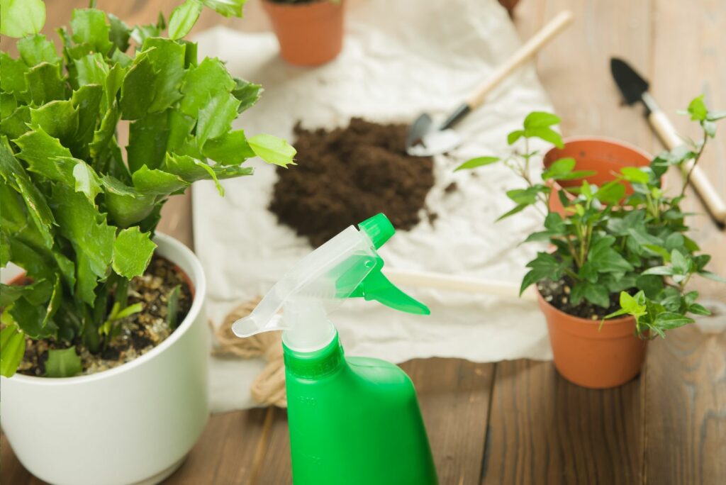 Transplanting Christmas Cactus