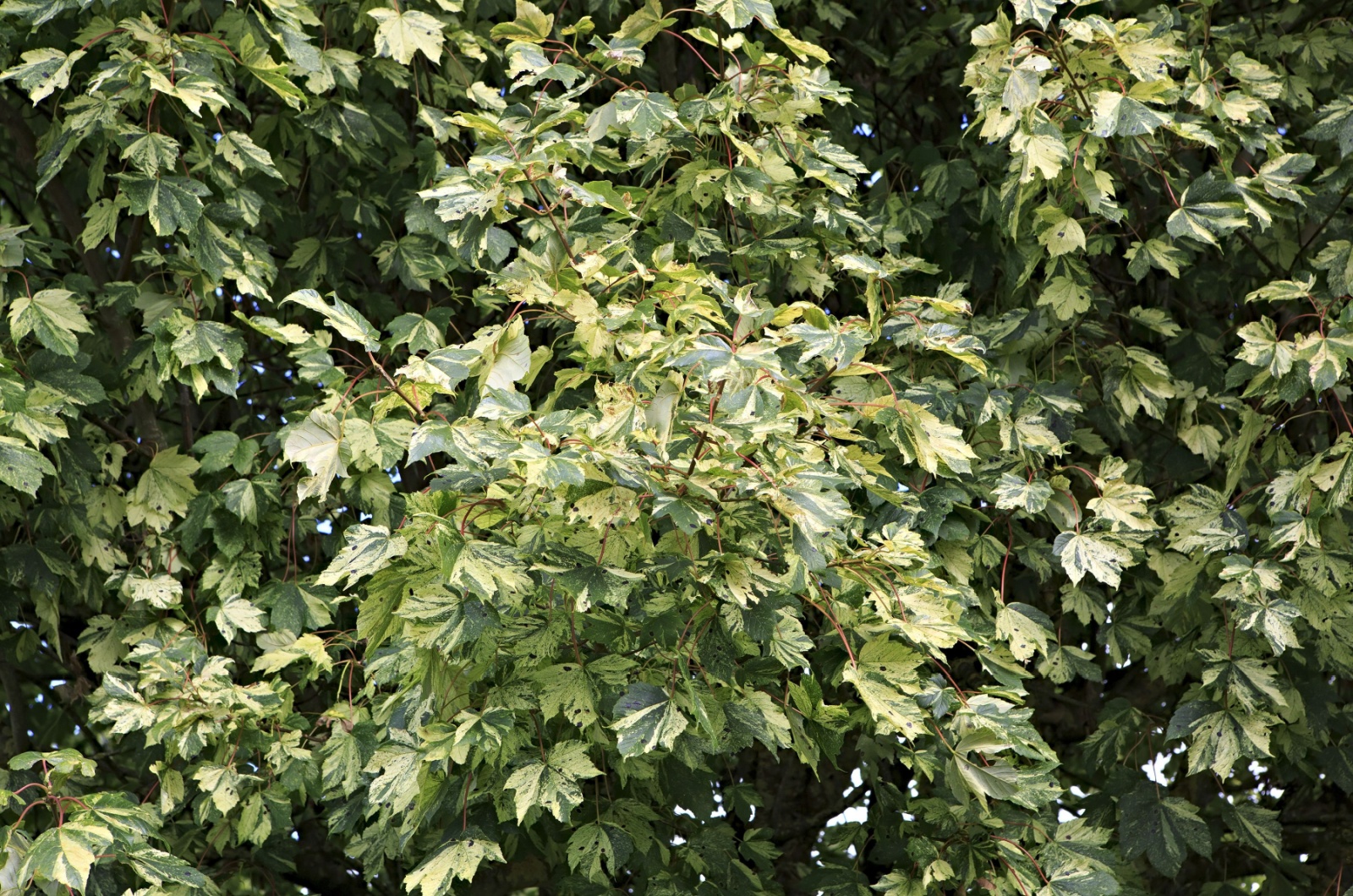 Tree Ivy