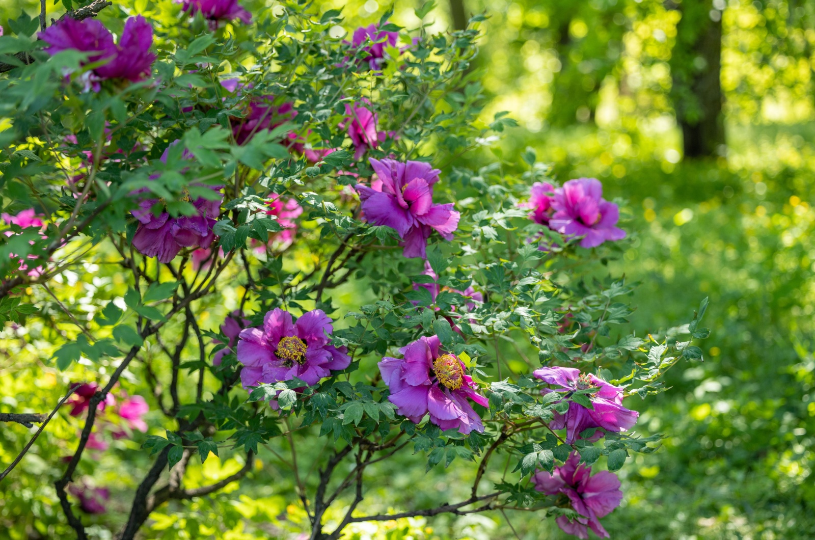 Tree Peony