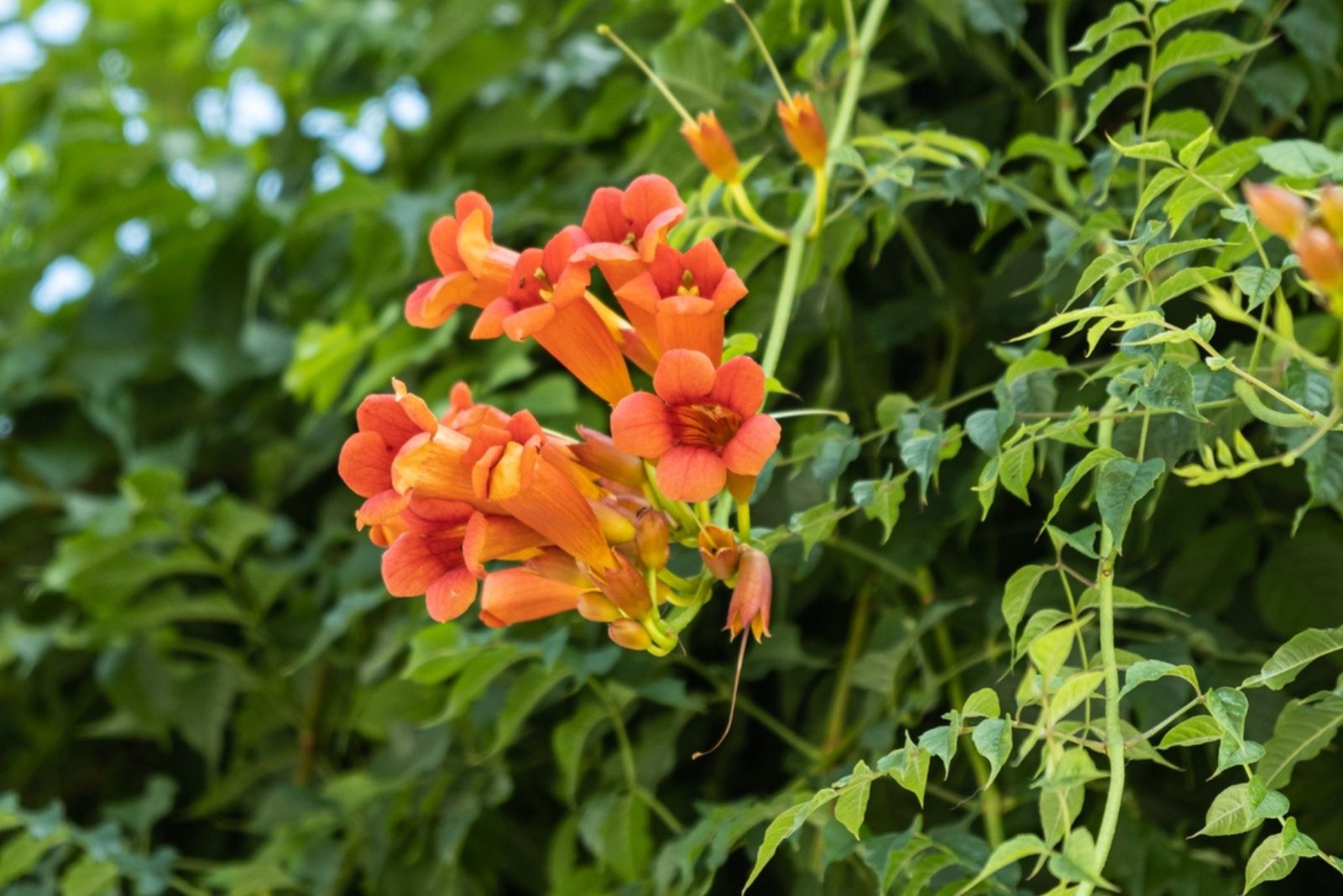 trumpet vine