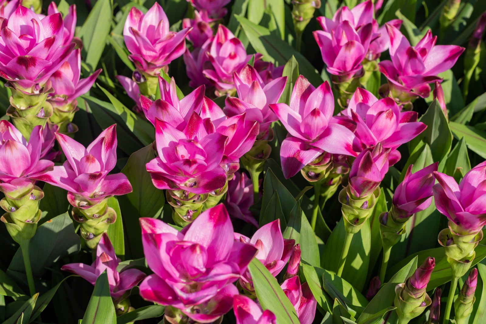 Turmeric plant