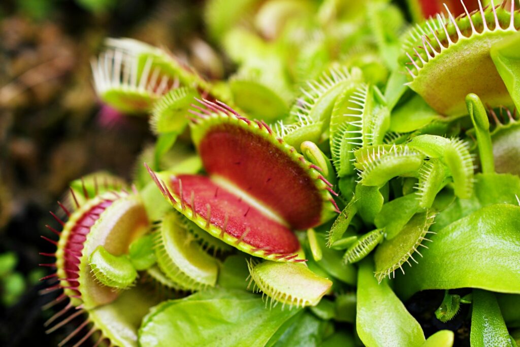 Venus Flytrap