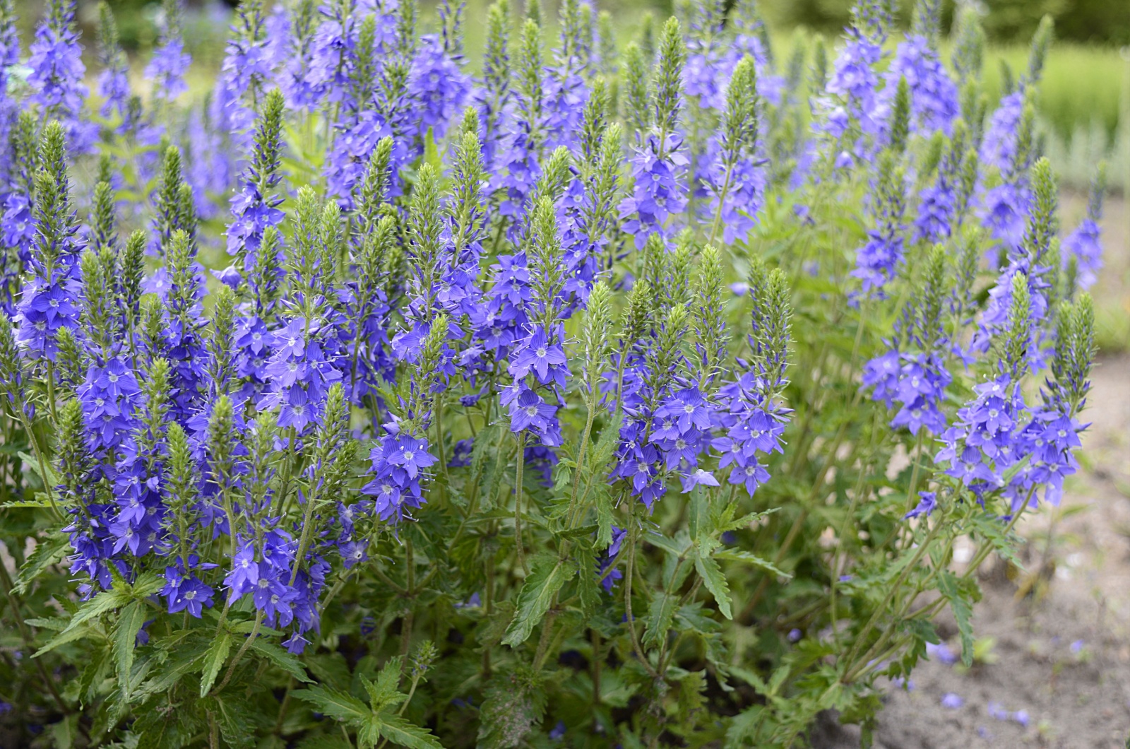 Veronica 'Austriaca'