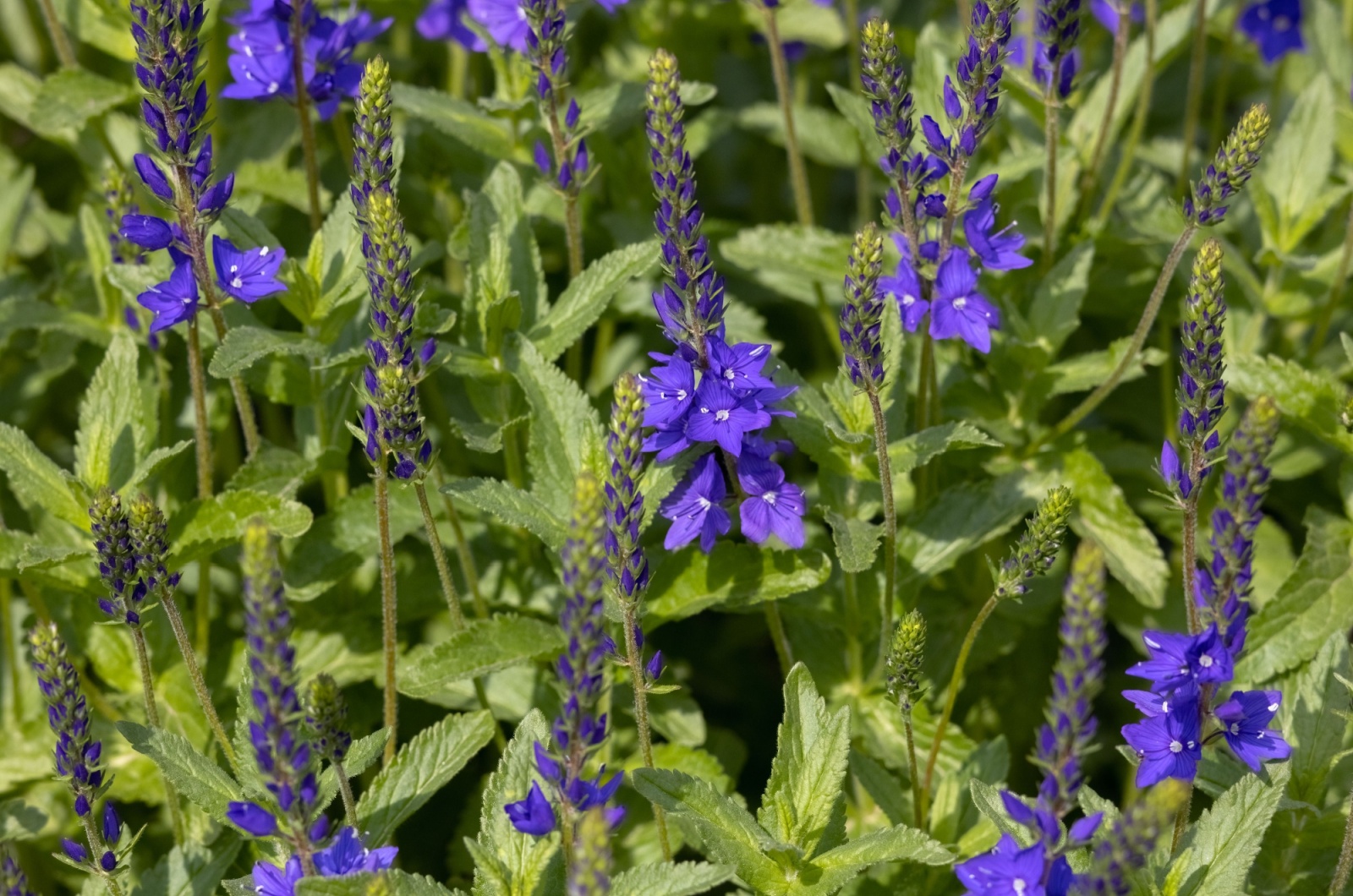 Veronica 'Crater Lake Blue'