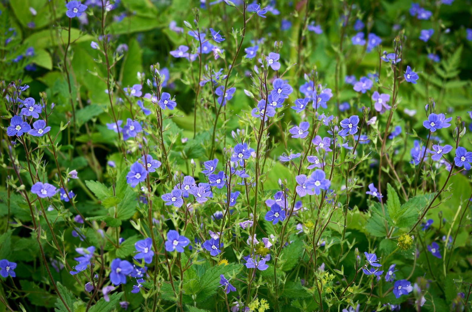 Veronica 'Georgia Blue'