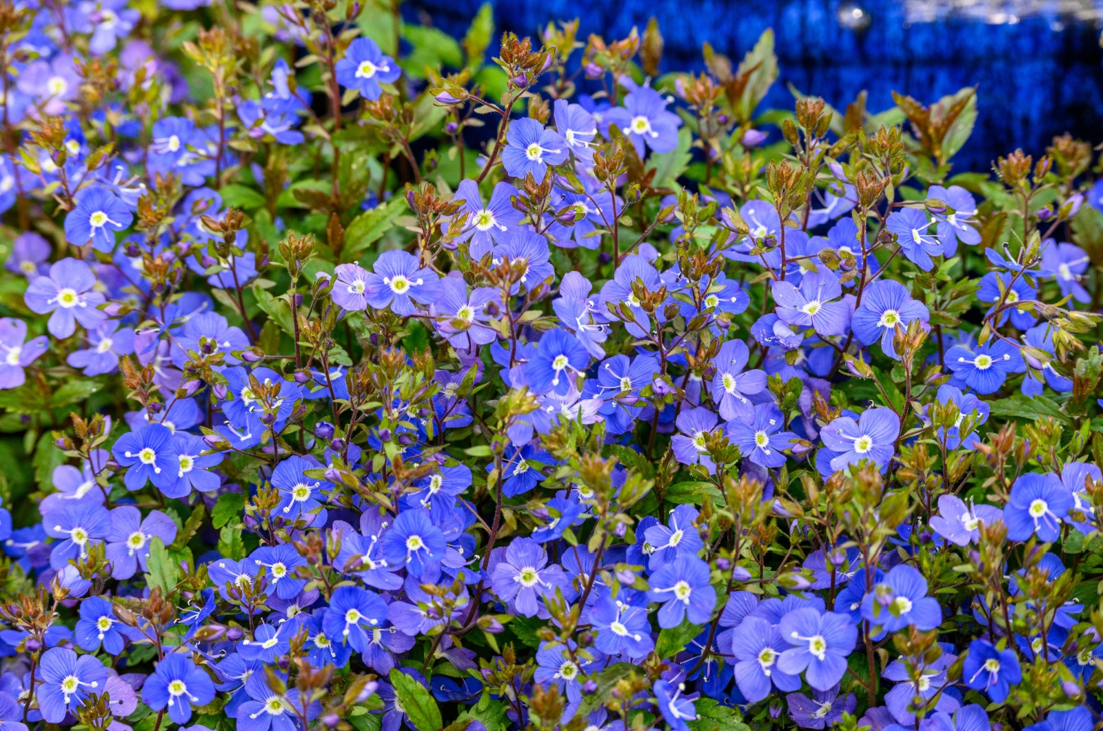 Veronica Peduncularis