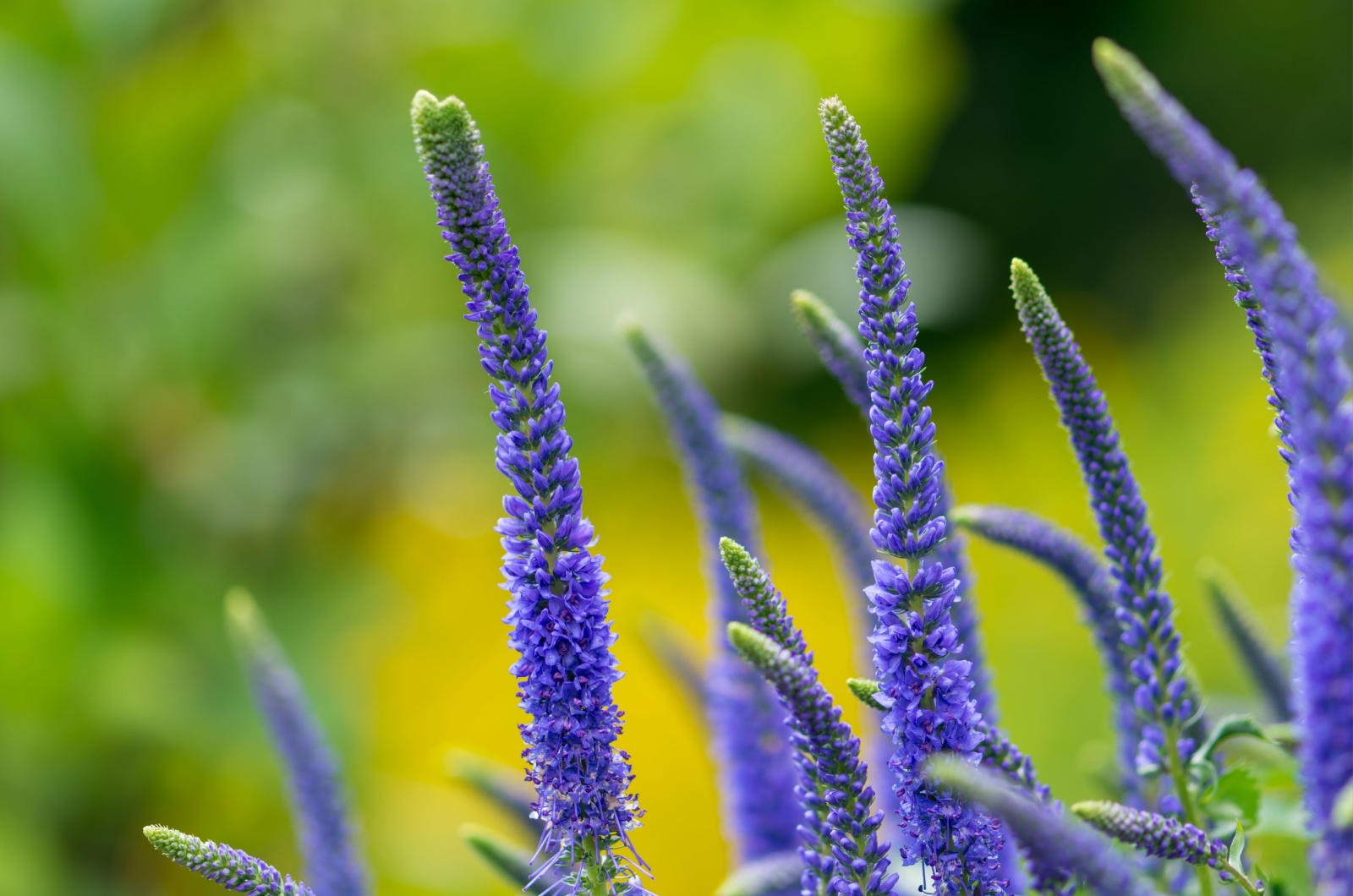 Veronica Spicata Ulster Dwarf Blue