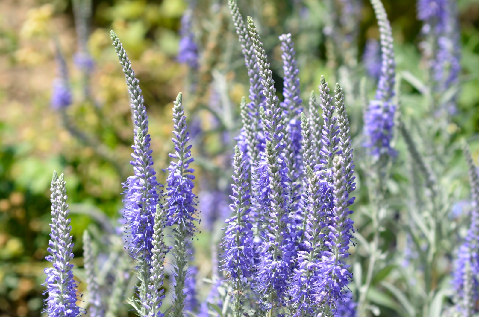 Veronica 'Tidal Wave'