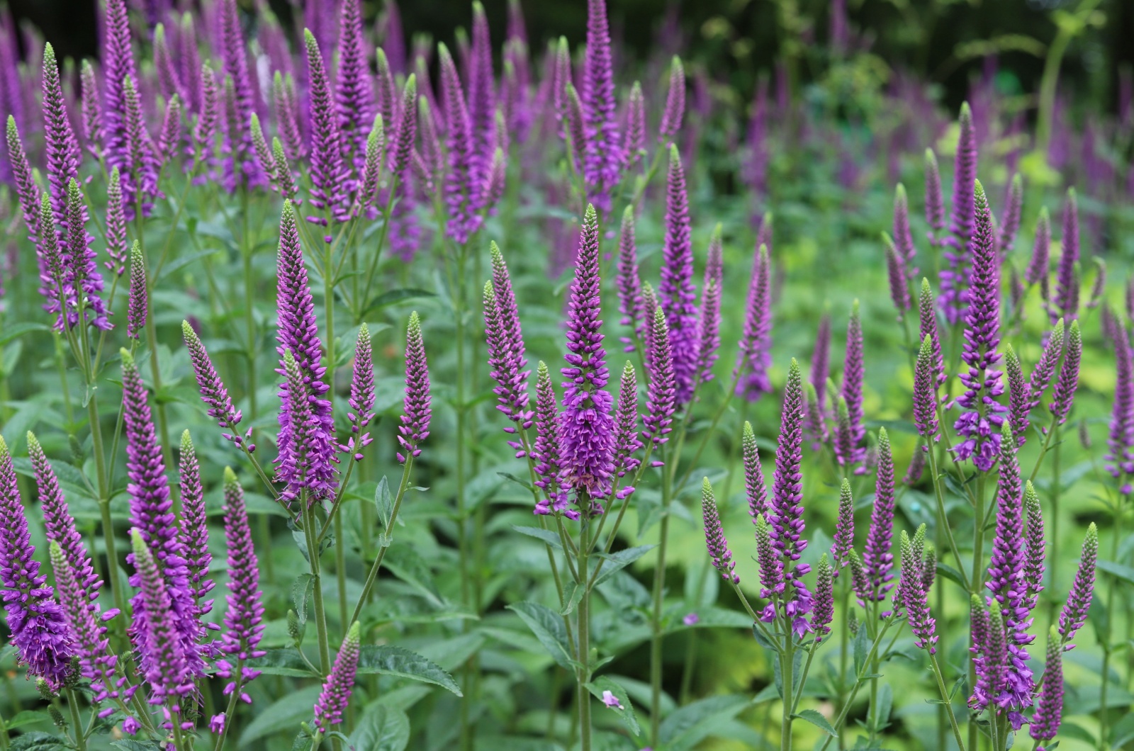 Veronica longifolia