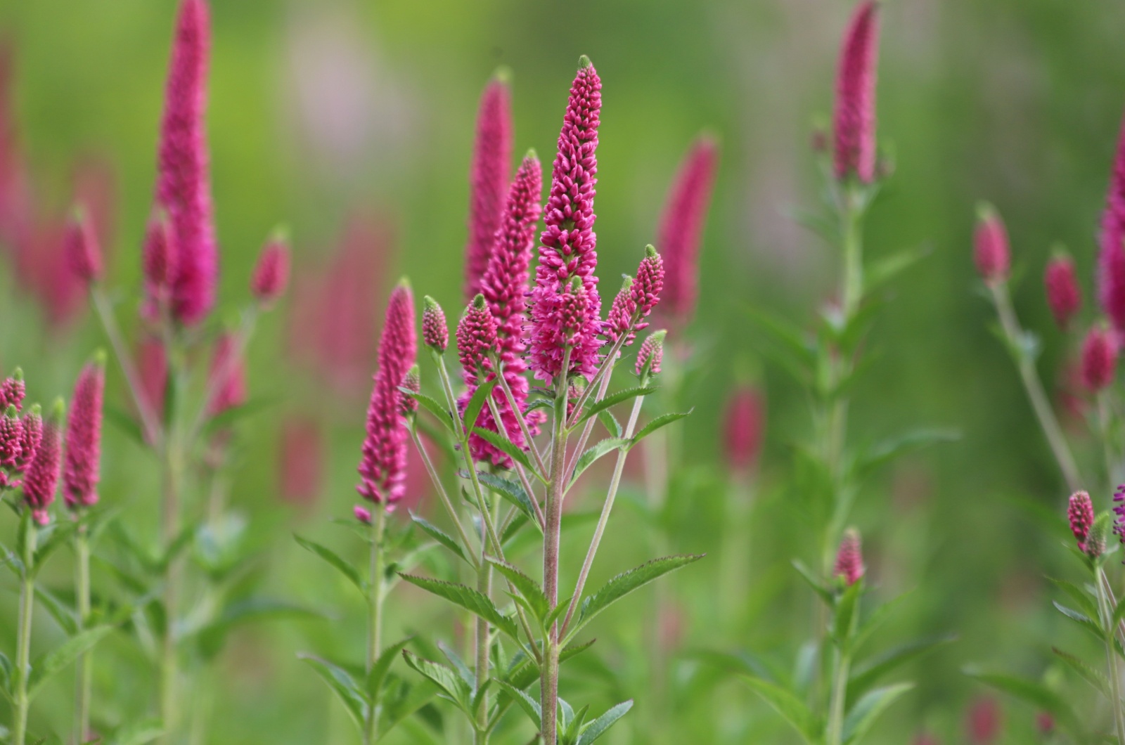 Veronica spicata