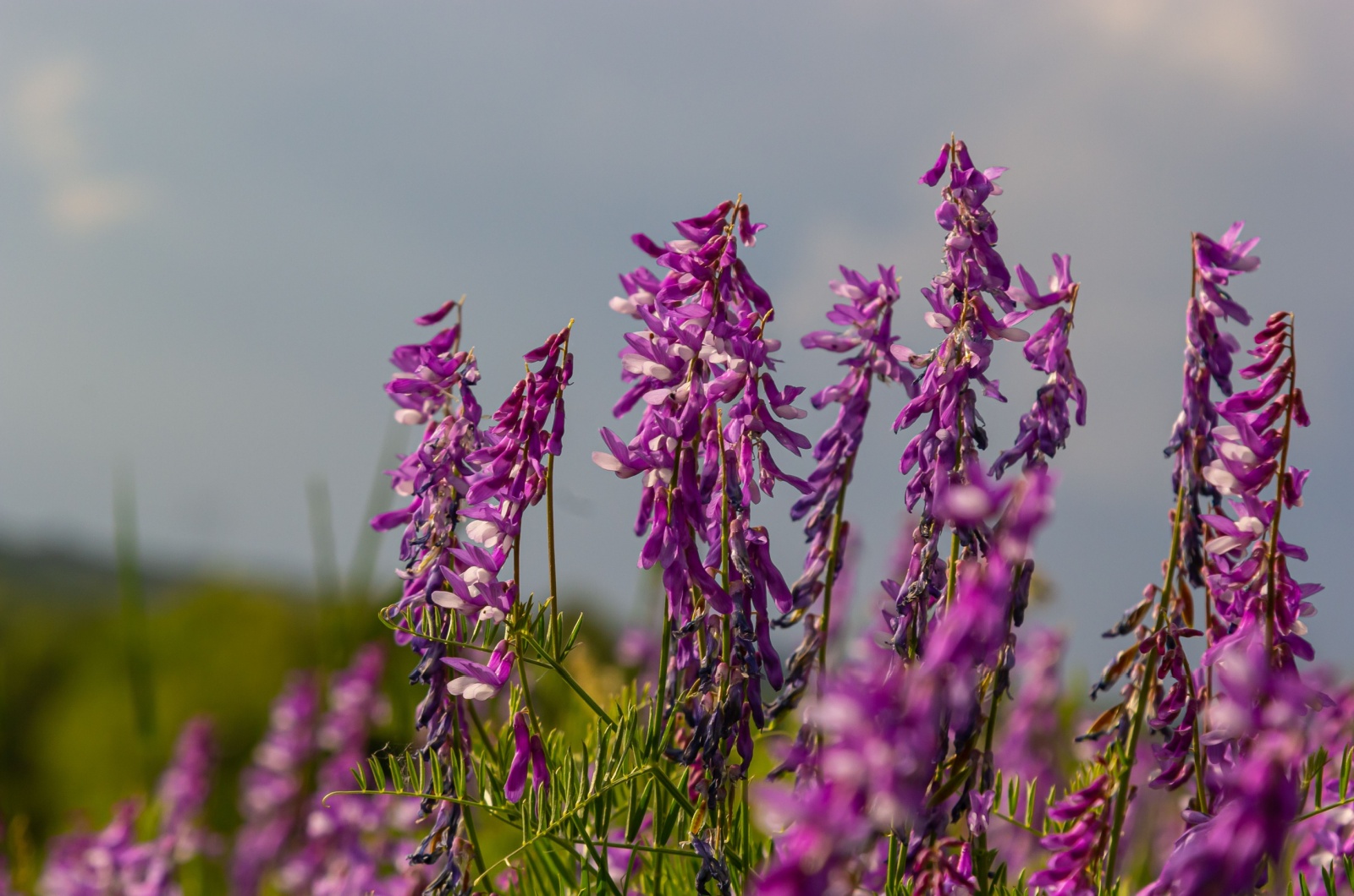 Vetch