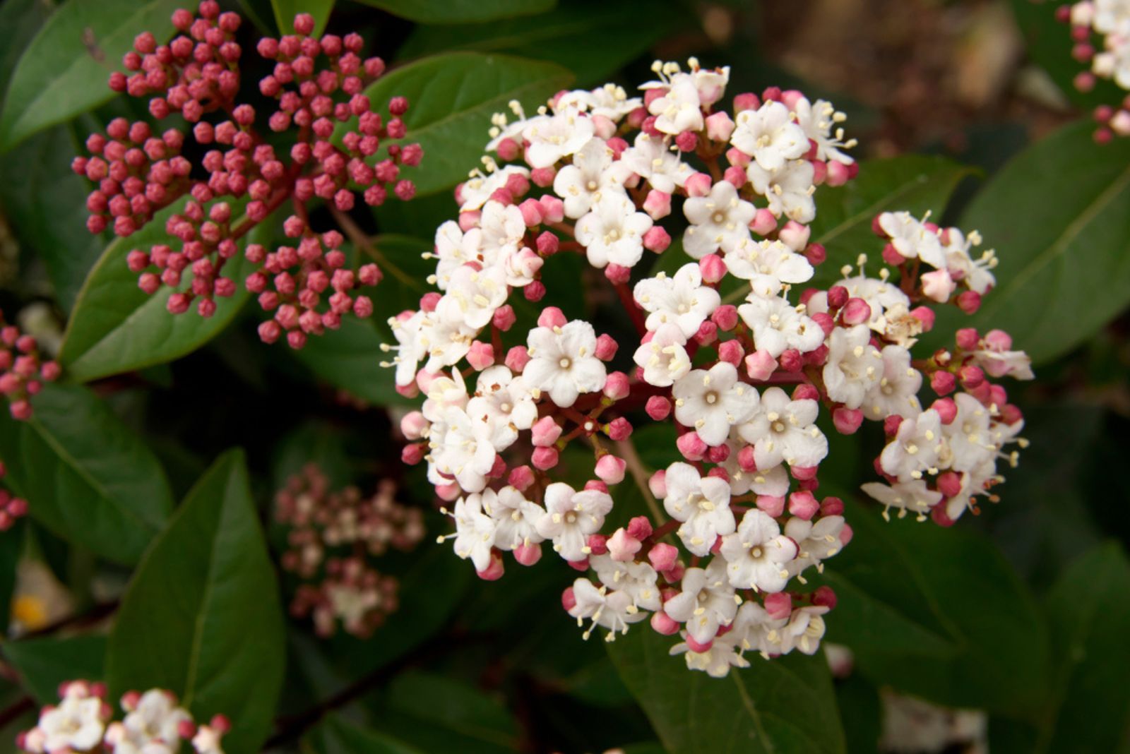 Viburnum tinus