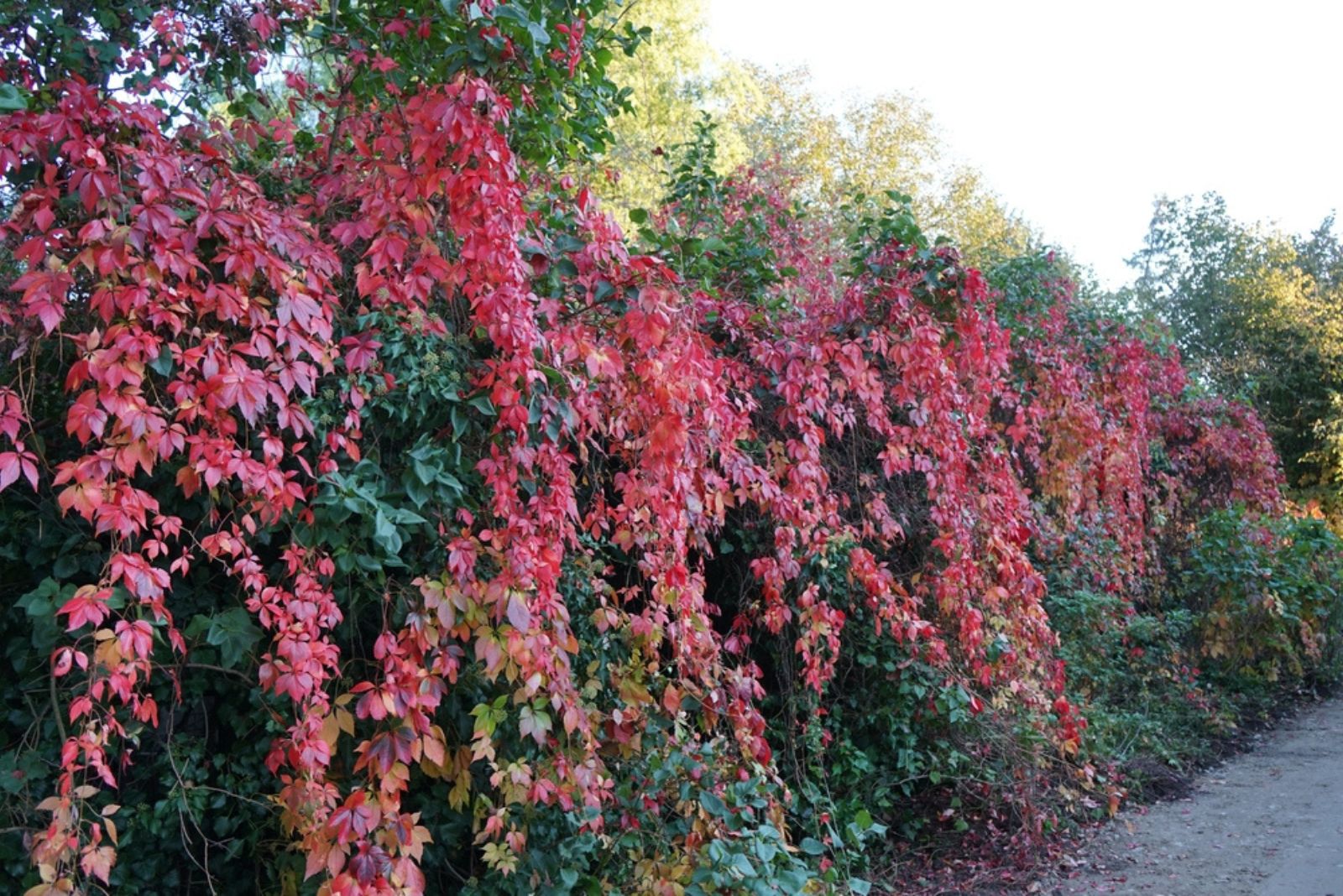 Virginia creeper